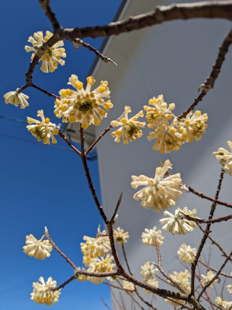 ミツマタの花（満開）アップ