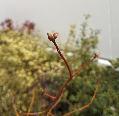 クロモジの新芽と花芽