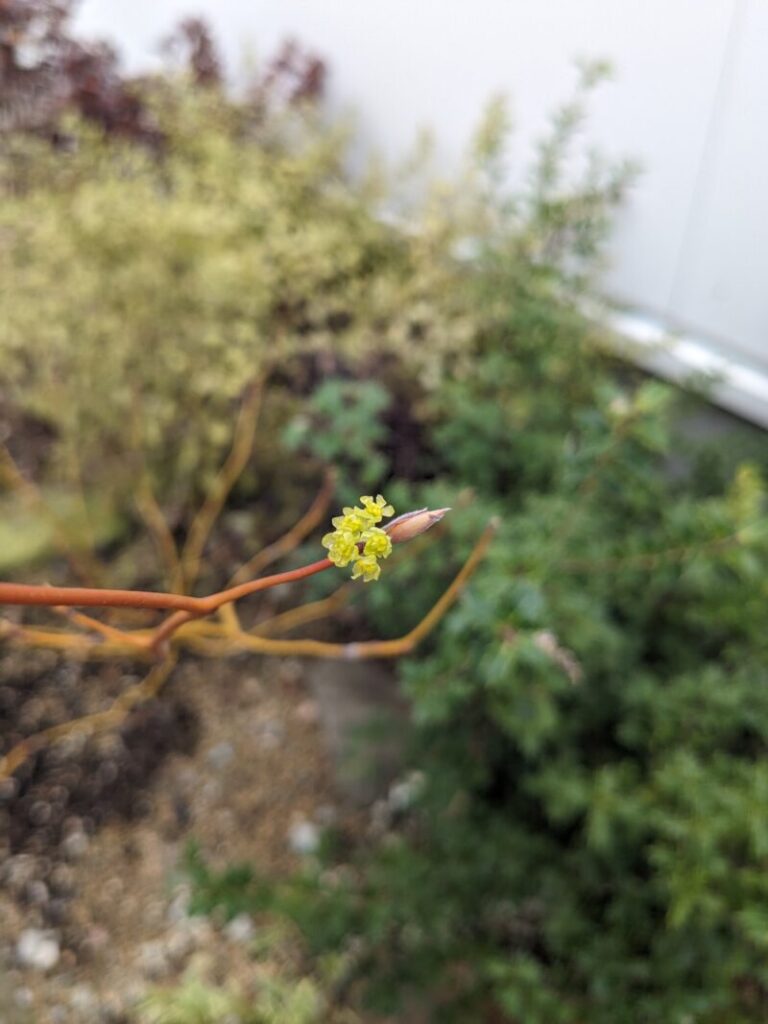 クロモジの花