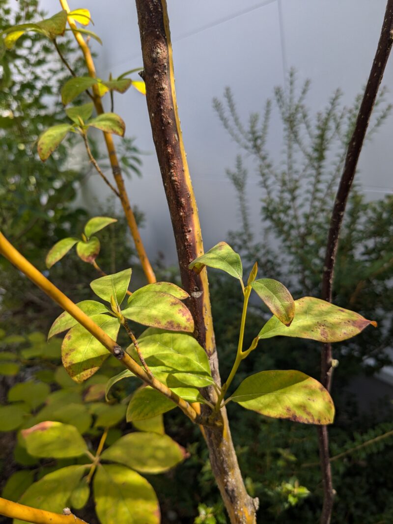 夏の暑さで葉焼けしたクロモジ